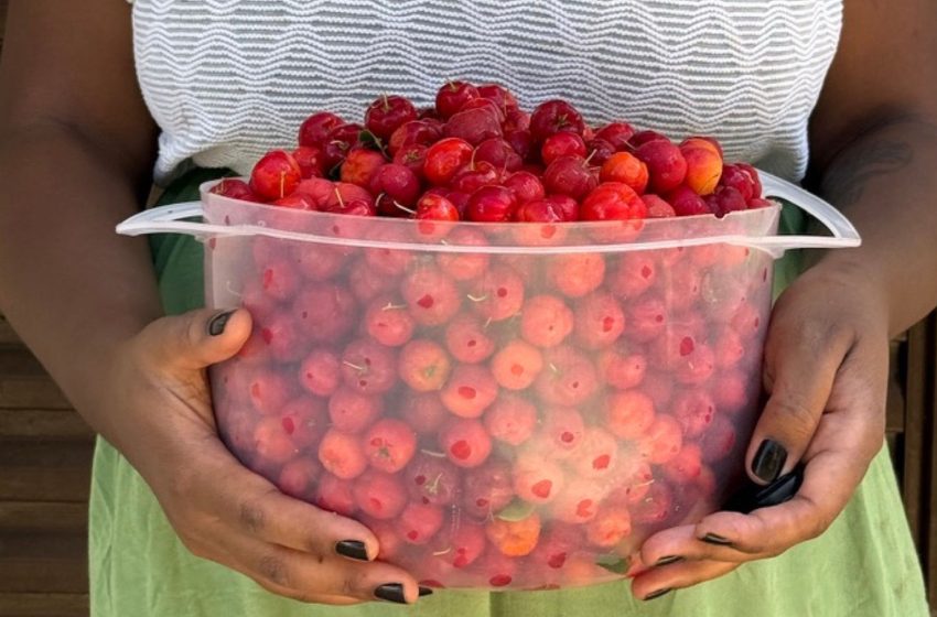do-jambolao-a-acerola:-as-frutas-brasileiras-que-deixamos-de-comer-no-dia-a-dia